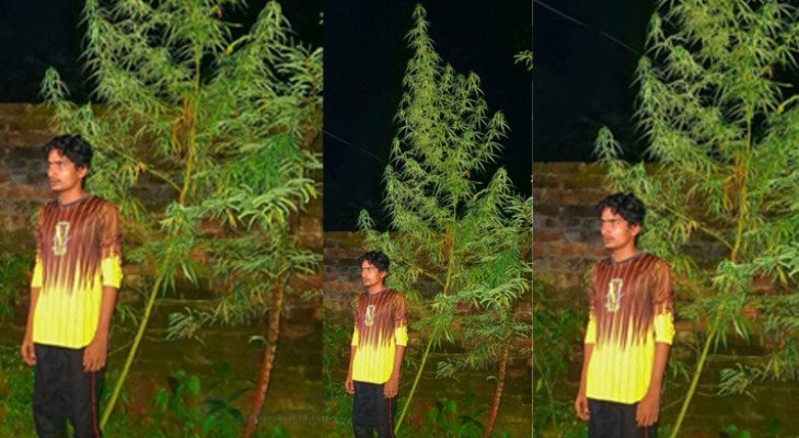 বিরামপুরে ১২ ফুট উচ্চতার গাঁজার গাছসহ আটক ১